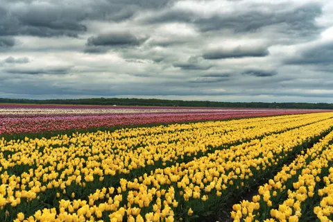 Tulpenveld 4K-achtergrond · flowers · 3840×2560
