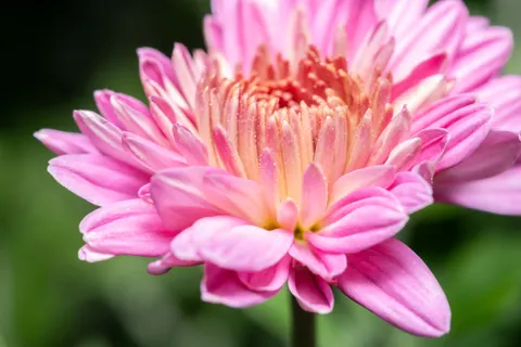 फूल का क्लोज़अप 4K वॉलपेपर · flowers · 3840×2560
