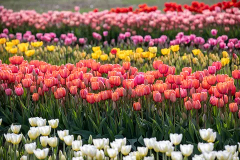 Wallpaper Ladang Bunga Tulip 4K · flowers · 3840×2560