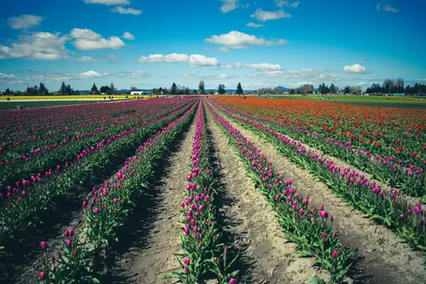Fondo de pantalla Campo de Tulipanes 4K · flowers · 3840×2560