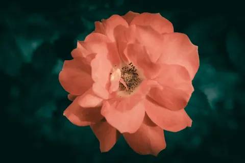 Flower Macro 4K Wallpaper · flowers · 3840×2560