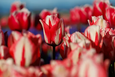 郁金香花田 4K壁纸 · flowers · 3840×2561