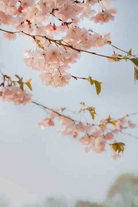 Pastel Blooms Phone Wallpaper · pastel · 1440×2160