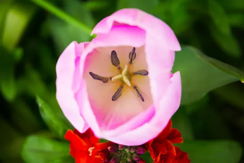 फूल का क्लोज़अप 4K वॉलपेपर · flowers · 3840×2560