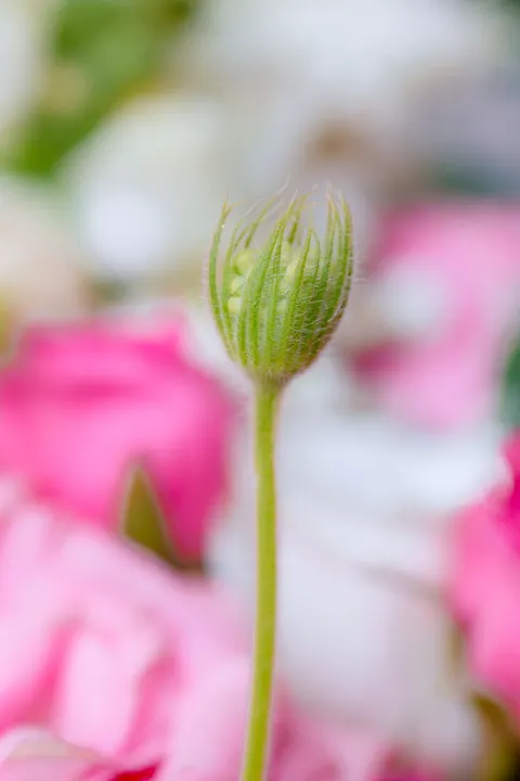 Pastel Blooms Phone Wallpaper · pastel · 1440×2161