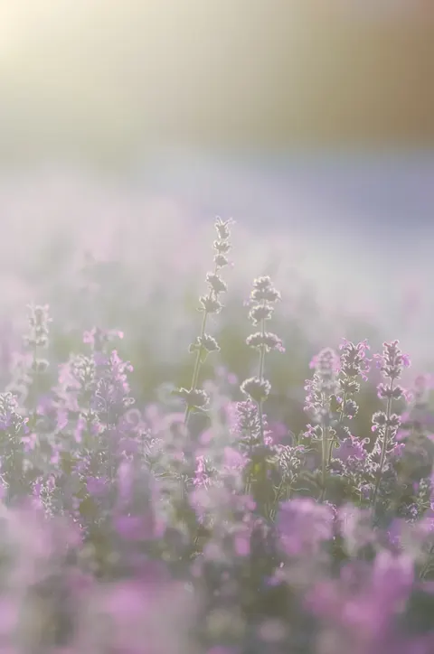 Pastel Blooms Phone Wallpaper · pastel · 1440×2168