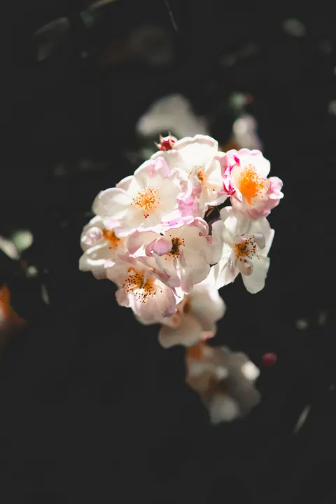 Pastel Blooms Phone Wallpaper · pastel · 1440×2157
