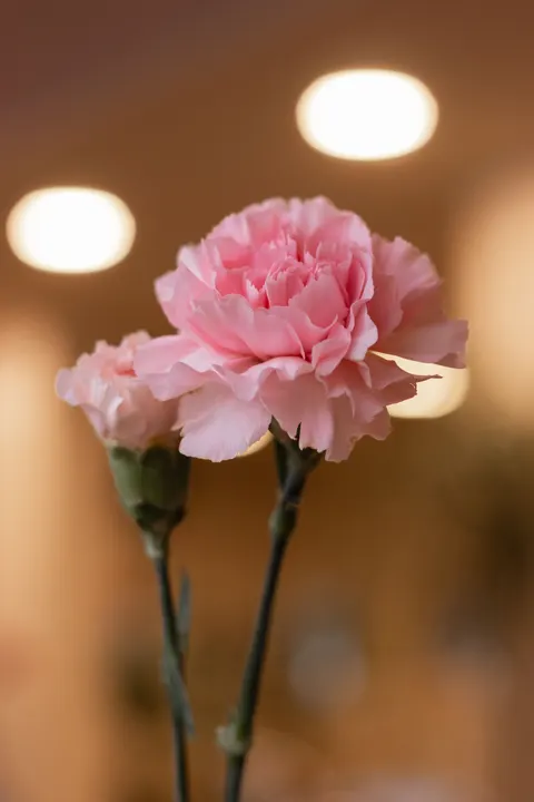 Pastel Blooms Phone Wallpaper · pastel · 1440×2160