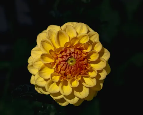 Flower Macro 4K Wallpaper · flowers · 3840×3072