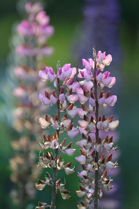 Pastel Blooms Phone Wallpaper · pastel · 1440×2160