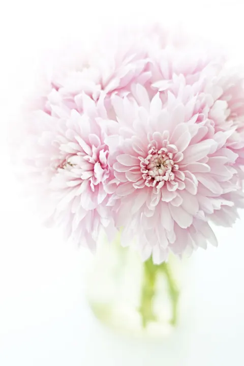 Pastel Blooms Phone Wallpaper · pastel · 1440×2160