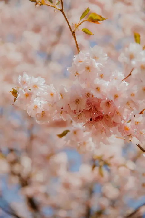 Pastel Blooms Phone Wallpaper · pastel · 1440×2160