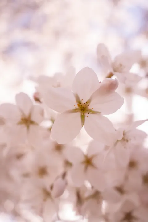 Pastel Blooms Phone Wallpaper · pastel · 1440×2160