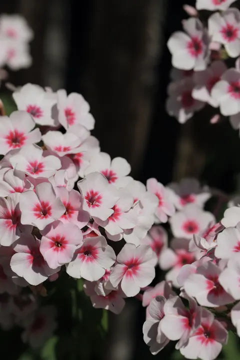 Pastel Blooms Phone Wallpaper · pastel · 1440×2160
