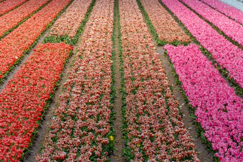 خلفية حقل التوليب بدقة 4K · flowers · 3840×2563