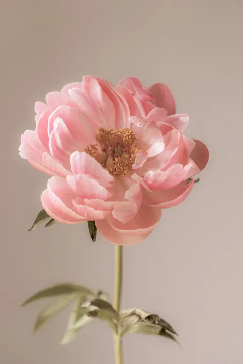 Pastel Blooms Phone Wallpaper · pastel · 1440×2160