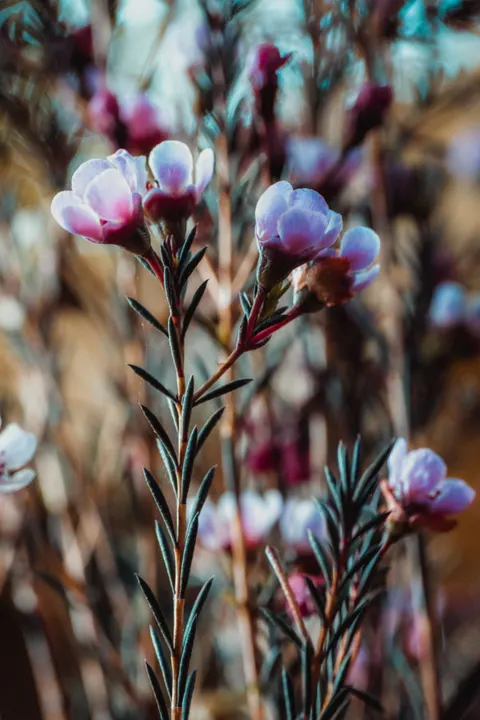 Pastel Blooms Phone Wallpaper · pastel · 1440×2160