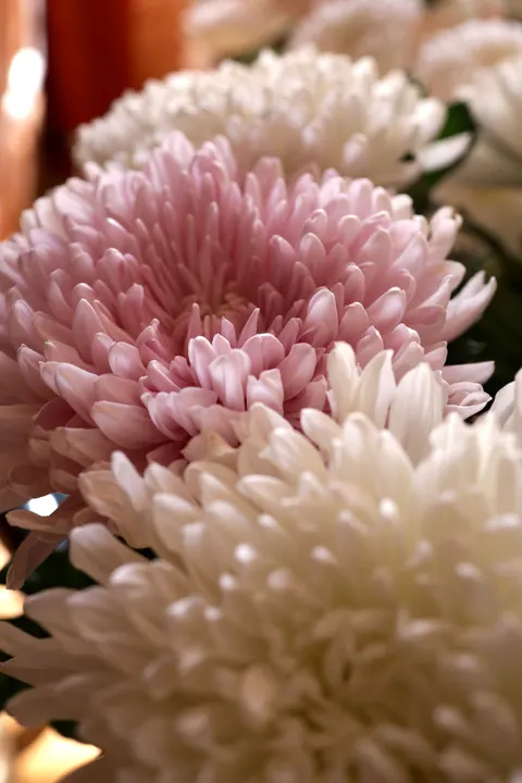 Pastel Blooms Phone Wallpaper · pastel · 1440×2160