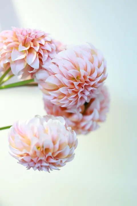 Pastel Blooms Phone Wallpaper · pastel · 1440×2160
