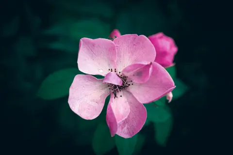 Flower Macro 4K Wallpaper · flowers · 3840×2560