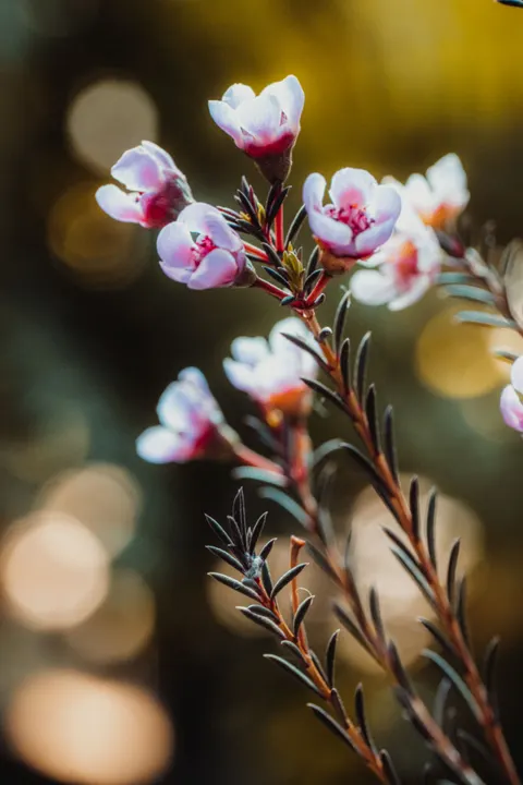 Pastel Blooms Phone Wallpaper · pastel · 1440×2160