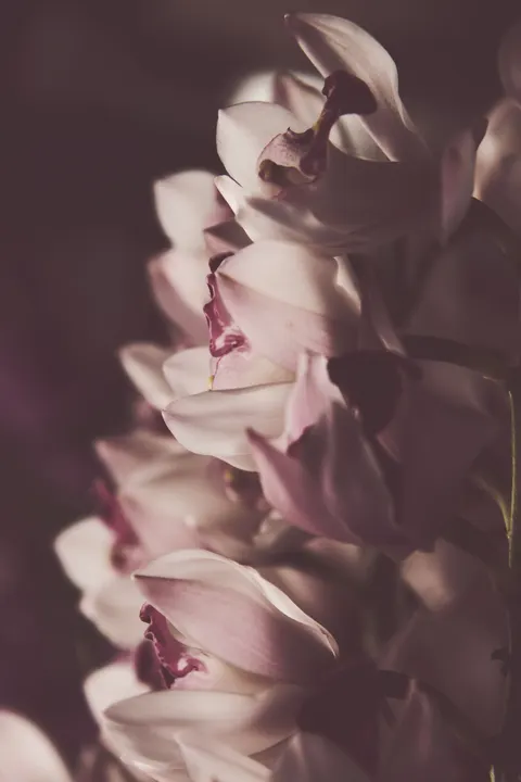 Pastel Blooms Phone Wallpaper · pastel · 1440×2160