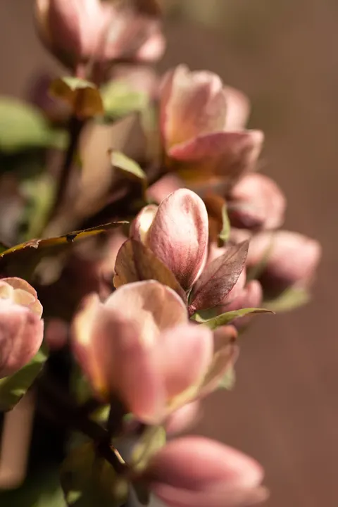 Pastel Blooms Phone Wallpaper · pastel · 1440×2160