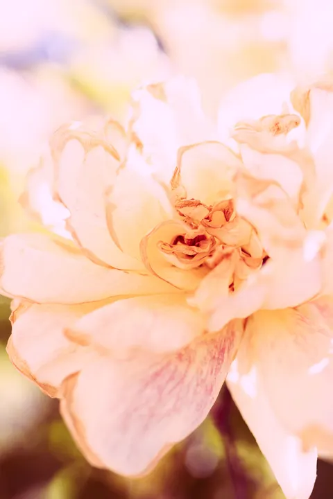 Pastel Blooms Phone Wallpaper · pastel · 1440×2160
