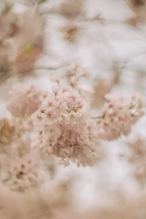 Pastel Blooms Phone Wallpaper · pastel · 1440×2160