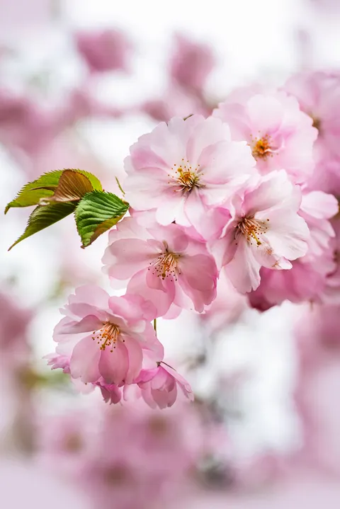 Pastel Blooms Phone Wallpaper · pastel · 1440×2157