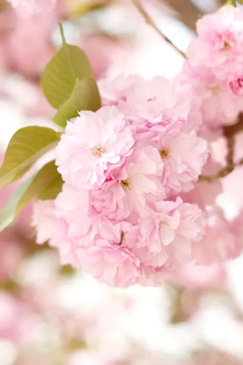 Pastel Blooms Phone Wallpaper · pastel · 1440×2160
