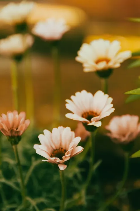 Pastel Blooms Phone Wallpaper · pastel · 1440×2160