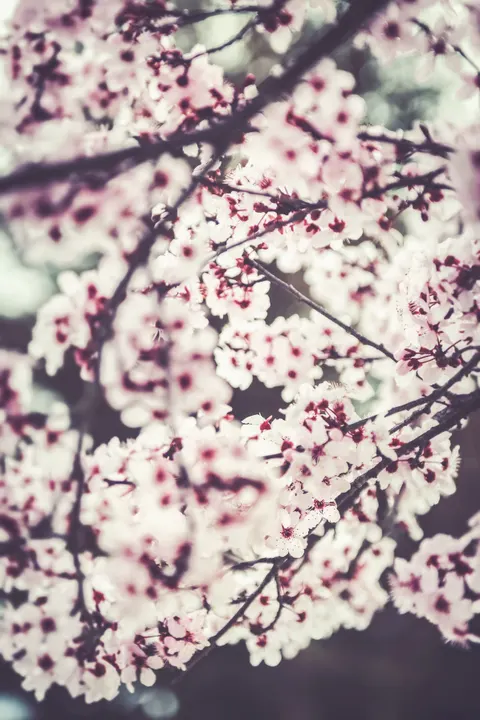 Pastel Blooms Phone Wallpaper · pastel · 1440×2160