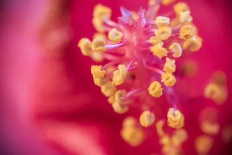 Sfondo Fiore in Macro 4K · flowers · 3840×2563