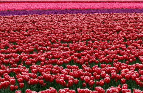 Wallpaper Ladang Bunga Tulip 4K · flowers · 3840×2513