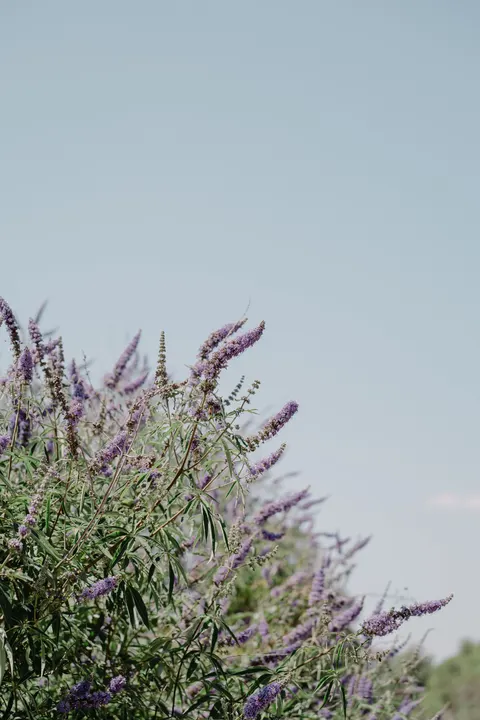 Mint Lavender Phone Wallpaper · pastel · 1440×2160