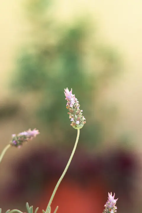 Mint Lavender Phone Wallpaper · pastel · 1440×2160