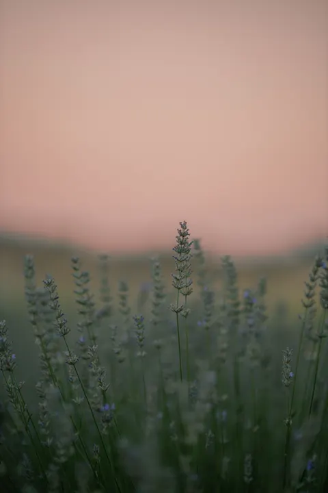 Mint Lavender Phone Wallpaper · pastel · 1440×2160