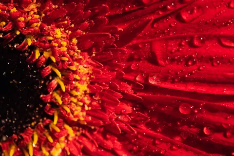 花卉微距 4K桌布 · flowers · 3840×2560