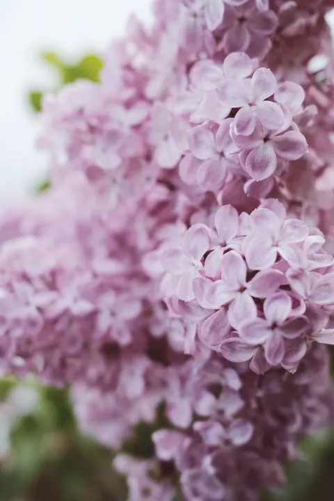 Mint Lavender Phone Wallpaper · pastel · 1440×2160