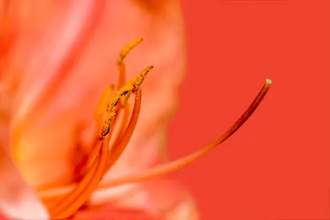 花卉微距 4K桌布 · flowers · 3840×2563