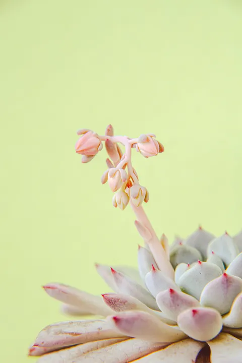 Mint Lavender Phone Wallpaper · pastel · 1440×2160
