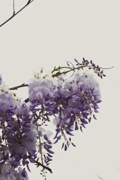 Mint Lavender Phone Wallpaper · pastel · 1440×2160