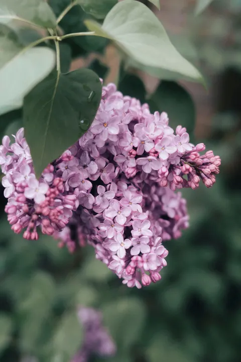 Mint Lavender Phone Wallpaper · pastel · 1440×2164