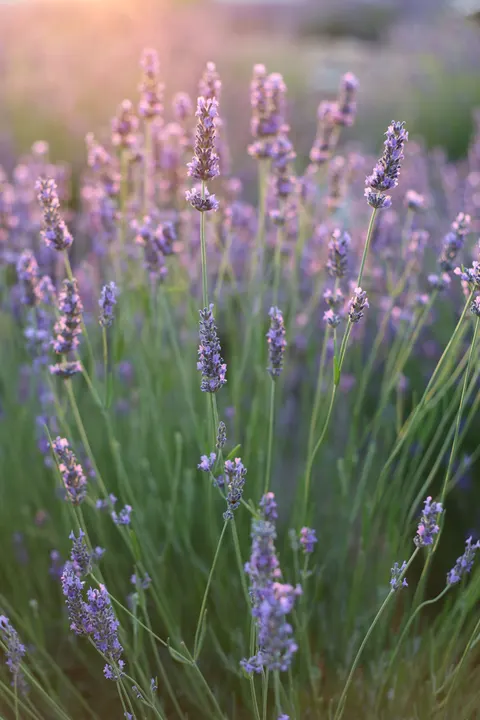 Mint Lavender Phone Wallpaper · pastel · 1440×2160