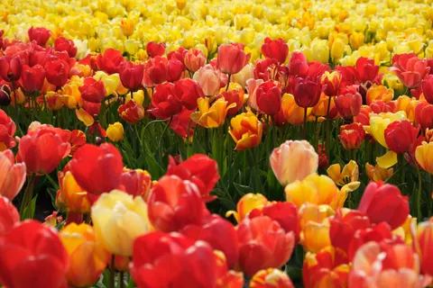 Sfondo Campo di Tulipani 4K · flowers · 3840×2560
