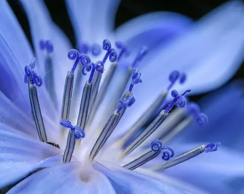 Sfondo Fiore in Macro 4K · flowers · 3840×3049