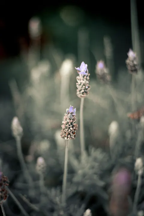 Mint Lavender Phone Wallpaper · pastel · 1440×2160
