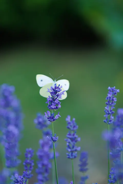 Mint Lavender Phone Wallpaper · pastel · 1440×2160