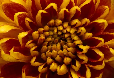 Sfondo Fiore in Macro 4K · flowers · 3840×2637